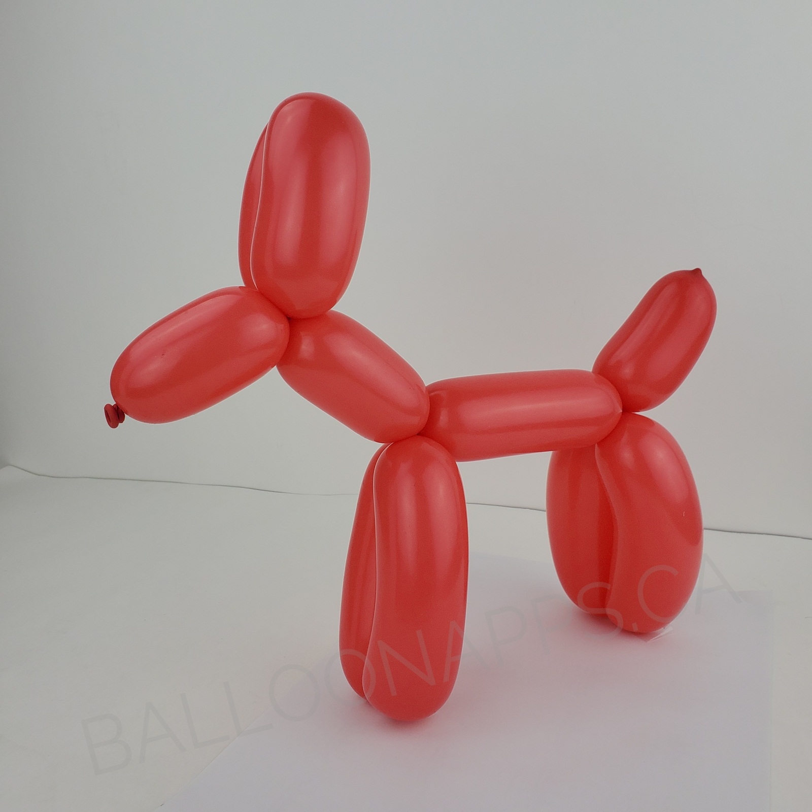 260 Fashion Coral balloons - Betallic Balloons supplier in Canada ...